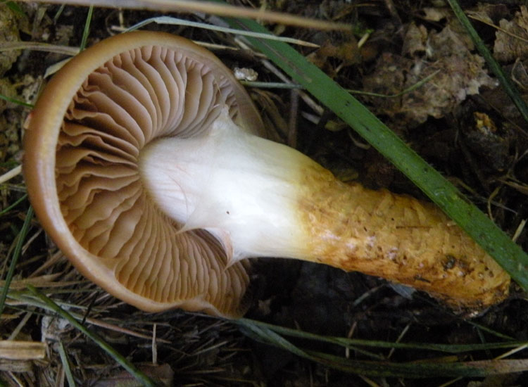Cortinarius trivialis?